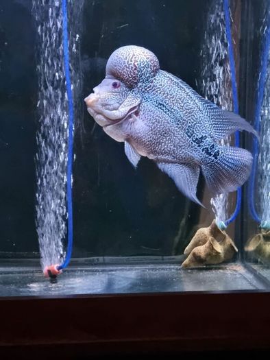 200L square aquarium for sale very tick glass