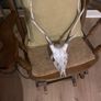sika deer with antlers Image 3