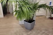 kentia palm