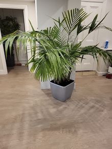 kentia palm