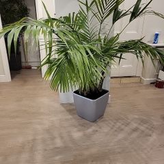 kentia palm