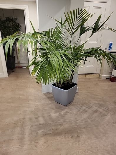 kentia palm