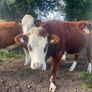 Bulling heifers Image 7