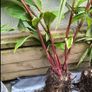 garden plants Image 4