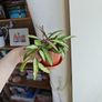 Hoya Wayetii Tricolor Plant Image 2