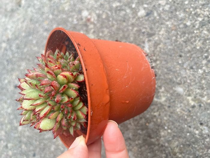 plant