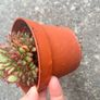 plant Image 5