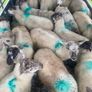 Store lambs Image 2