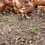 hens point of lay Image 10