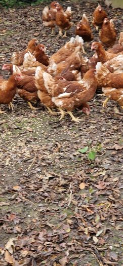 Hens, point of lay pullets