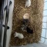 kittens Image 2