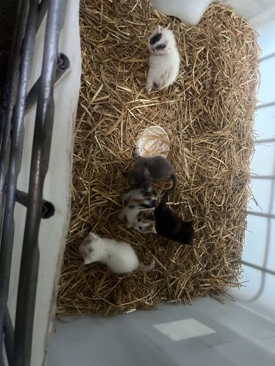 kittens