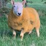 North country Cheviot rams Image 3