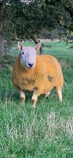 North country Cheviot rams