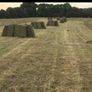 Small square bales of hay Image 4