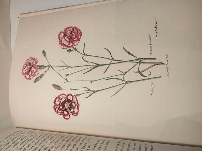 Old Carnations and Pinks First Edition