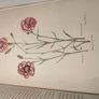 Old Carnations and Pinks First Edition Image 5