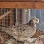Pet pigeon for sale Image 3