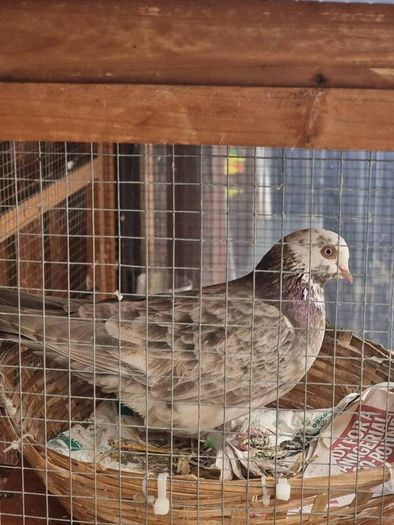 Pet pigeon for sale