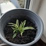 Spider plant Image 3