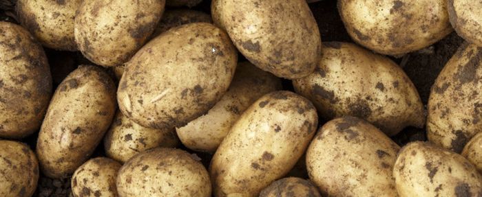 New Season Kerrs Pink and Markie Potatoes for sale