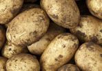 New Season Kerrs Pink and Markie Potatoes for sale