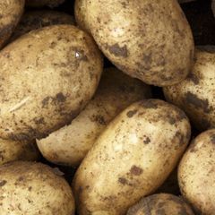 New Season Kerrs Pink and Markie Potatoes for sale