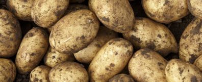 New Season Kerrs Pink and Markie Potatoes for sale