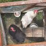 2 Free Hens Image 3