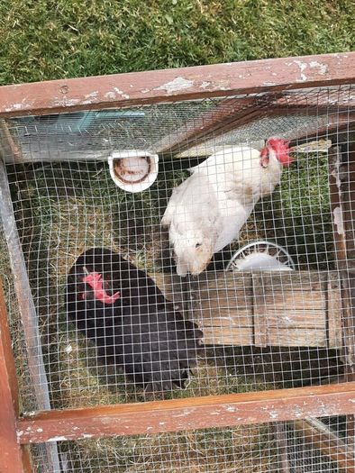2 Free Hens
