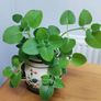 Cuban Oregano Plant with ceramic pot Image 7