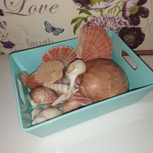 Sea shell collection