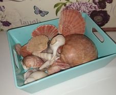 Sea shell collection