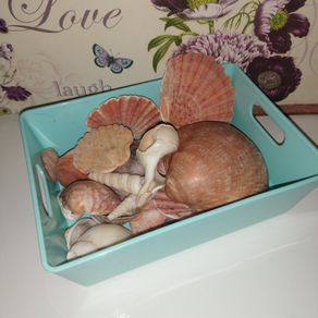 Sea shell collection