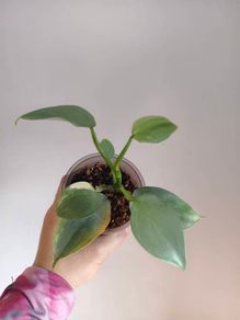 Philodendron Silver Sword lost Variegation