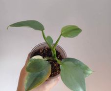 Philodendron Silver Sword lost Variegation