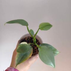 Philodendron Silver Sword lost Variegation