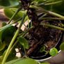 Chinese Money Plant (6 in one pot) icl. Pot Image 4