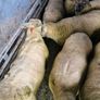 Hoggets Image 2