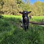 Pygmy goats Image 2