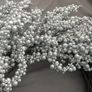 Christmas Wreath in Silver from The Orchard Garden Centre Image 7