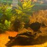 fish tank Image 4