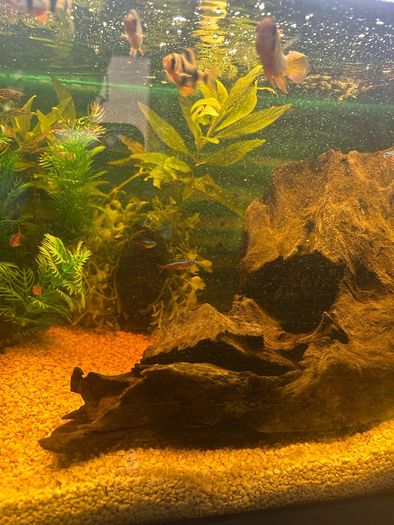 fish tank