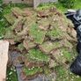 Top soil with grass Image 2