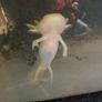 Axolotl Image 3