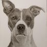 Pet portraits Image 4