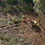 Mulching and tree shearing Image 9
