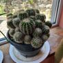 cactus plant Image 2