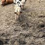 Kune kune piglets Image 3