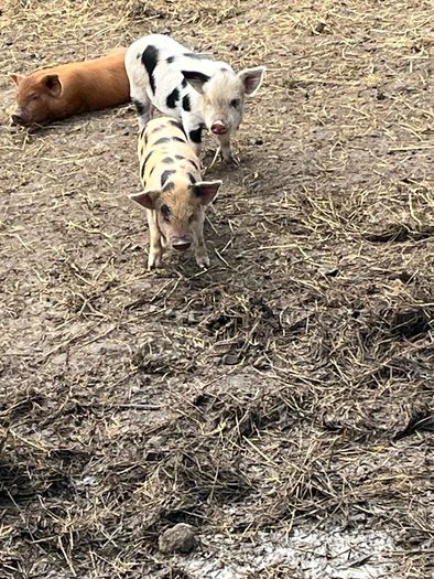 Kune kune piglets
